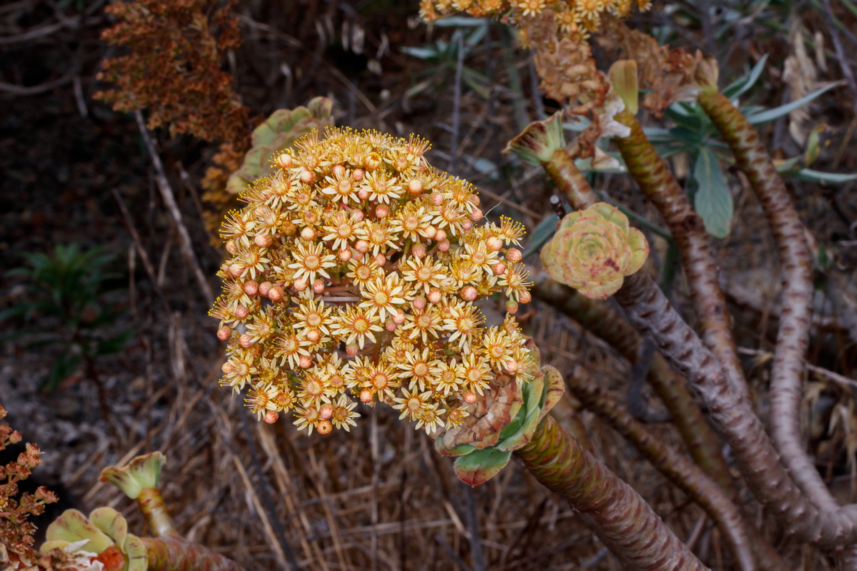  MG 8361 Aeonium arboreum subsp. holochrysum var. rubrolineatum
