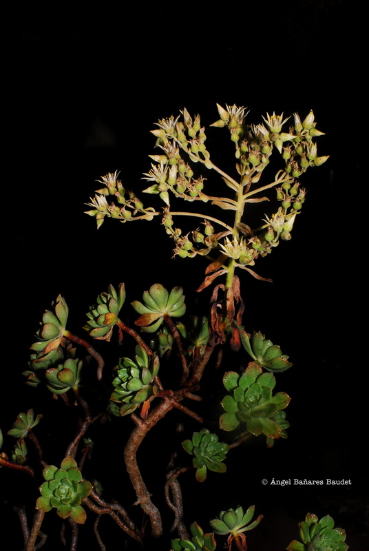 Aeonium castello paivae x lindleyi ssp. viscatum. AEONIUM X BRAVOANUM 2