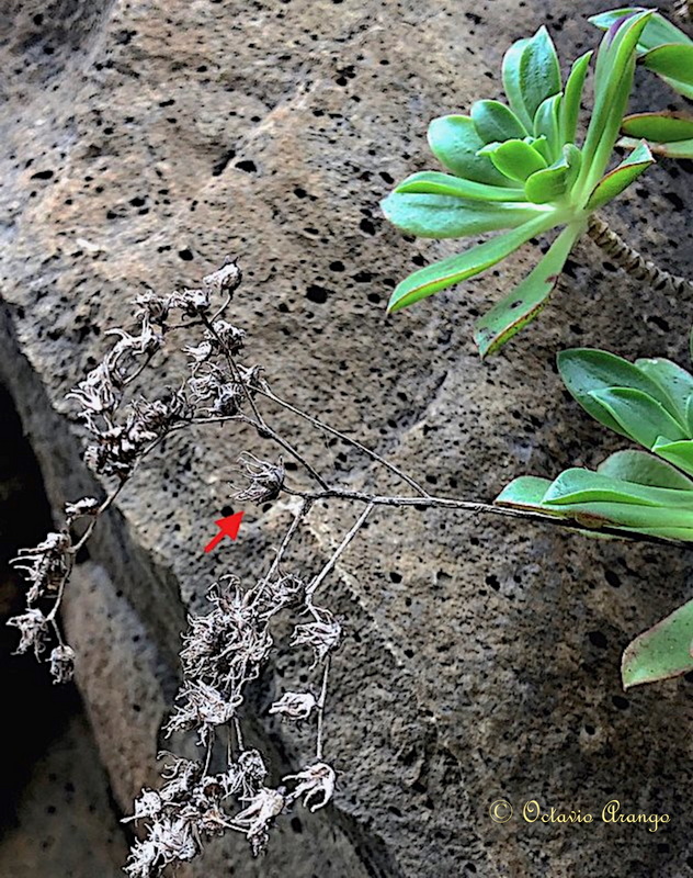 Aeonium x rhombifolium 2 Watermarked