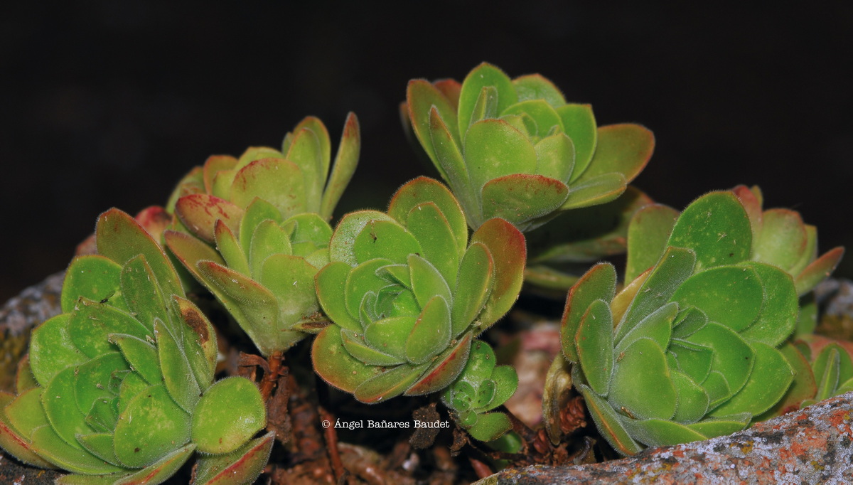 Aeonium canariense ssp. latifolium x saundersii. AEONIUM X SANCTISEBASTIANI