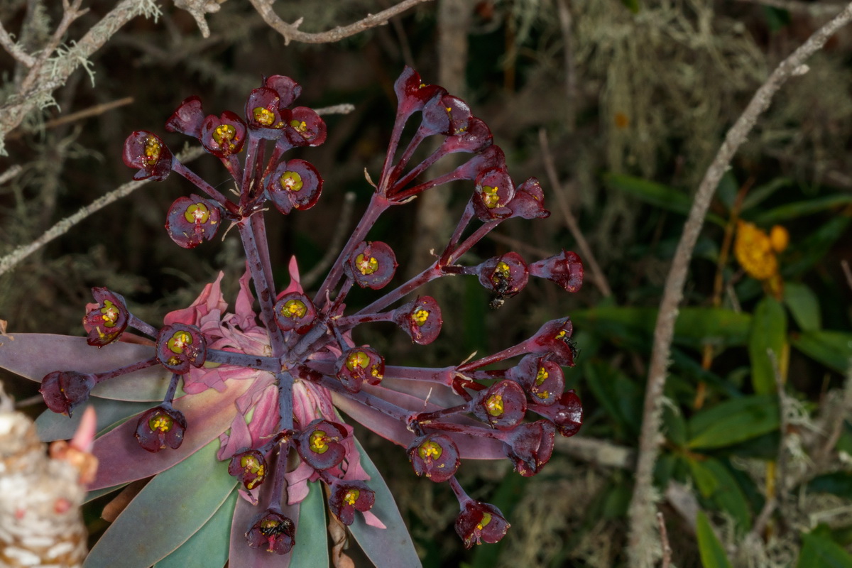 Euphorbia bravoana Tabaiba de Bravo05
