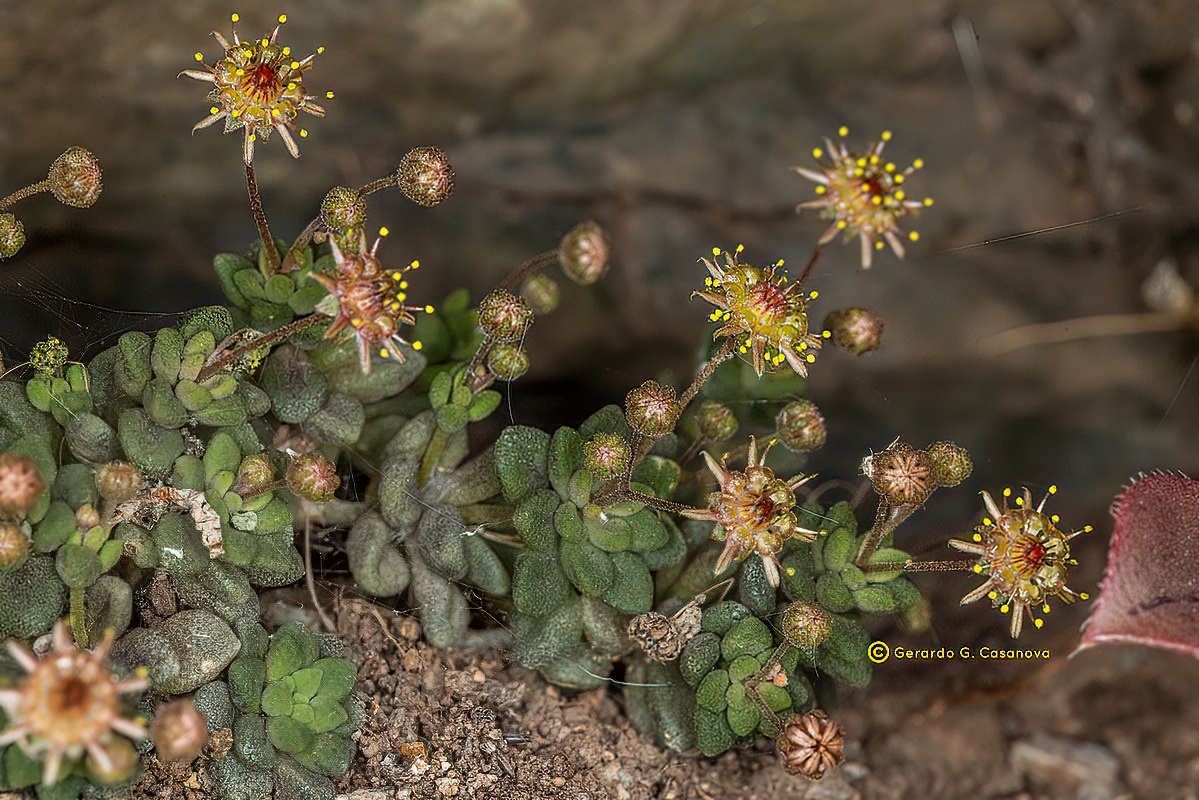 IMG 3494 Monanthes x sventenii (Monanthes laxiflora x Monanthes pallens) Watermarked clear