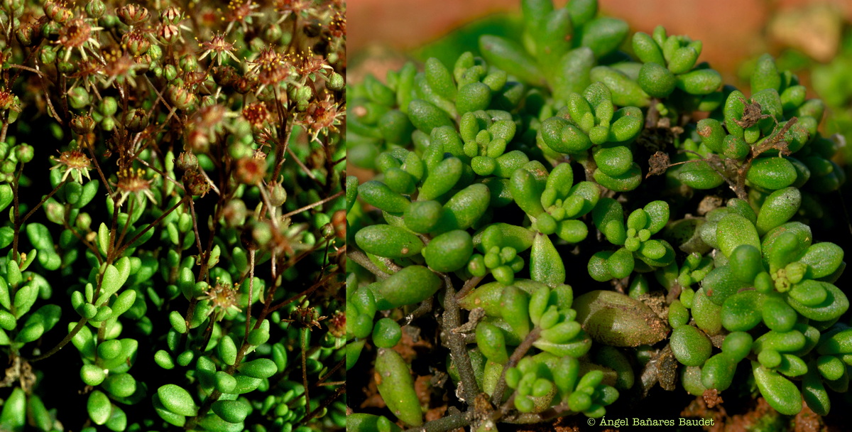 Monanthes laxiflora x pallens. MONANTHES X SVENTENII Bramwell & Rowley ex Heath 2 Watermarked