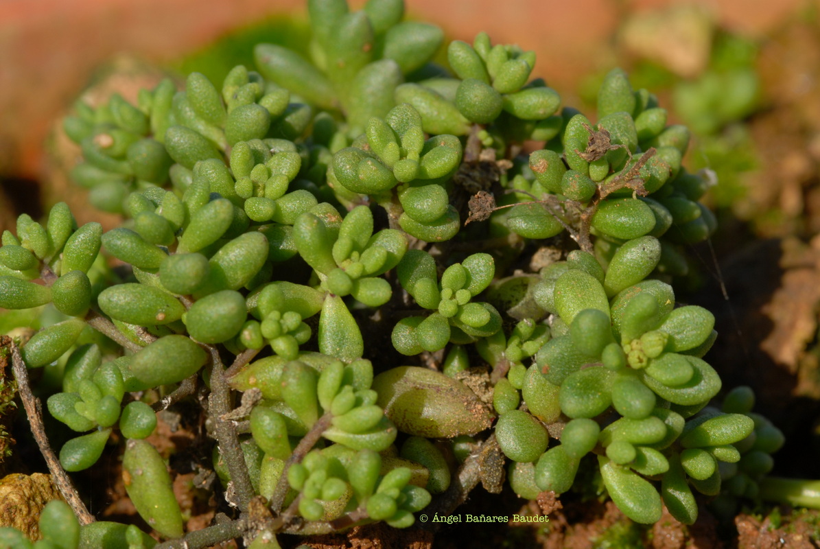 Monanthes laxiflora x pallens. MONANTHES X SVENTENII Bramwell & Rowley ex Heath Watermarked