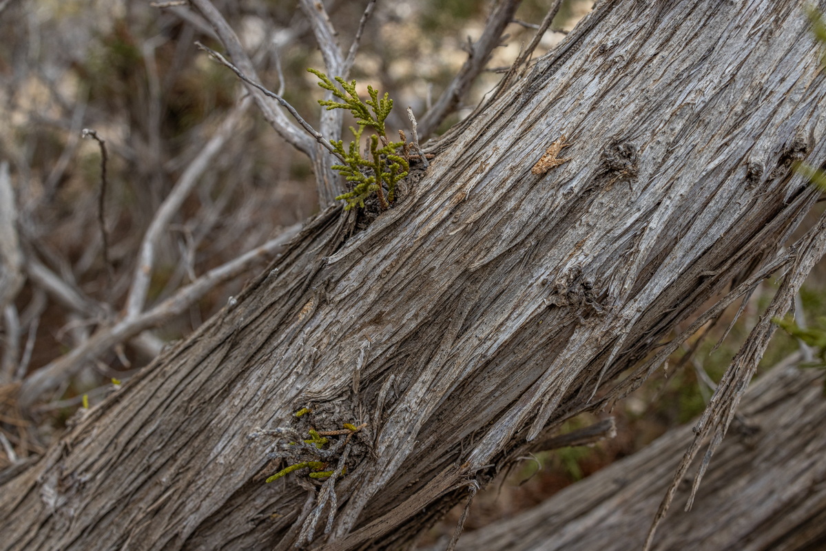 IMG 0329 Corteza de sabinas Juniperus turbinata subsp.canariensis