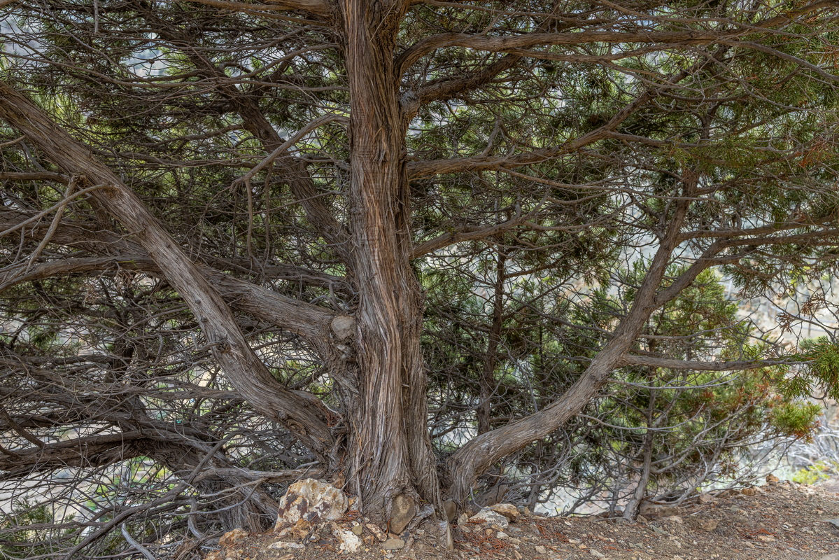 IMG 0335 Corteza de sabinas Juniperus turbinata subsp.canariensis
