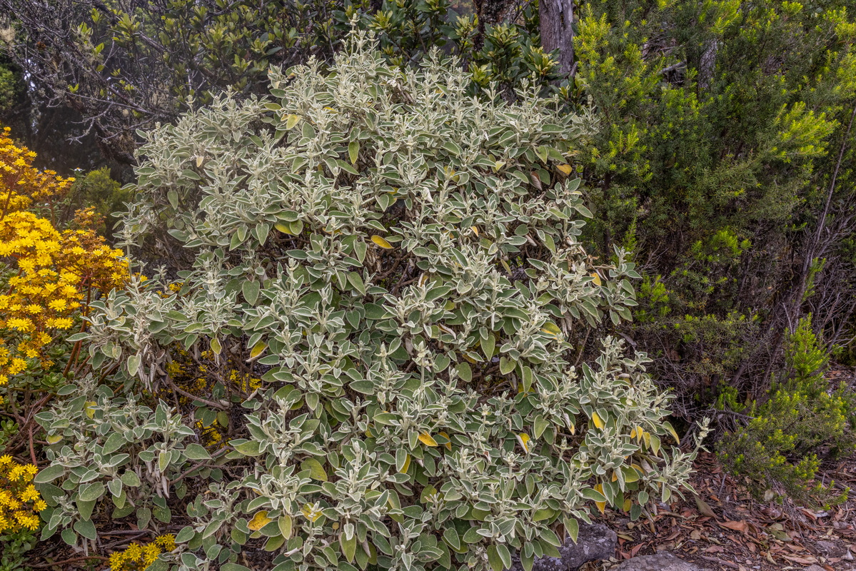 IMG 0393 Sideritis lotsyi (chajorra de El Cedro)