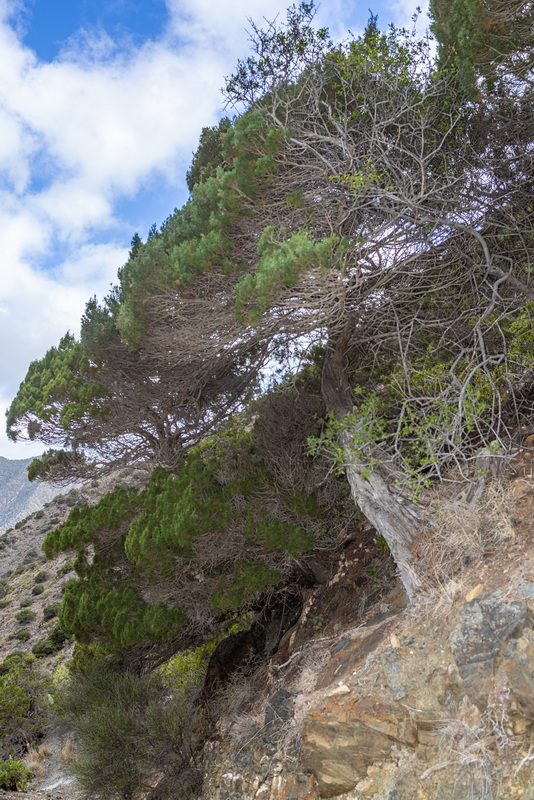 IMG 7290 Juniperus turbinata subsp.canariensis (sabina canaria)
