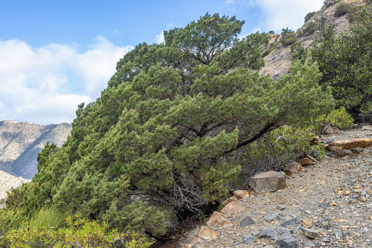 IMG 7347 Juniperus turbinata subsp.canariensis (sabina canaria)