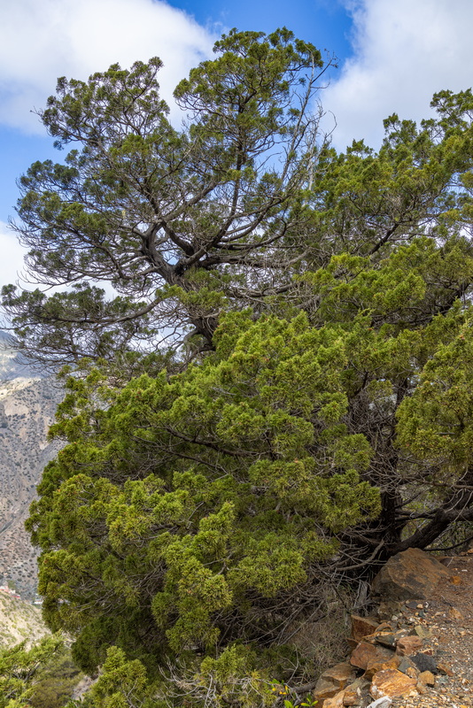 IMG 7373 Juniperus turbinata subsp.canariensis (sabina canaria)