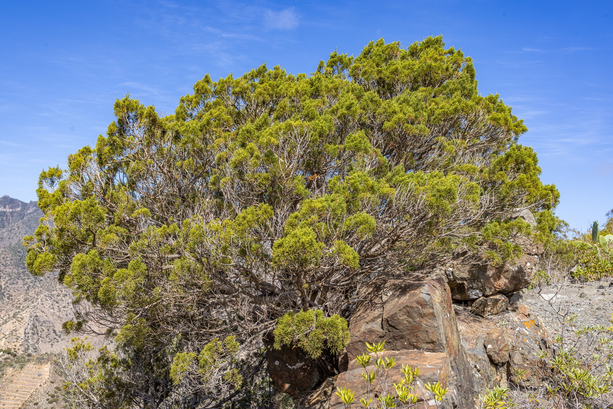 IMG 7528 Juniperus turbinata subsp.canariensis (sabina canaria)