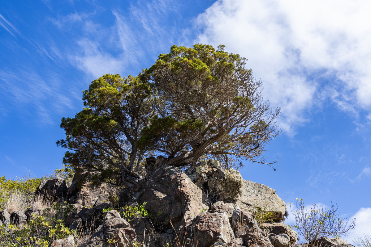 IMG 7549 Juniperus turbinata subsp.canariensis (sabina canaria)