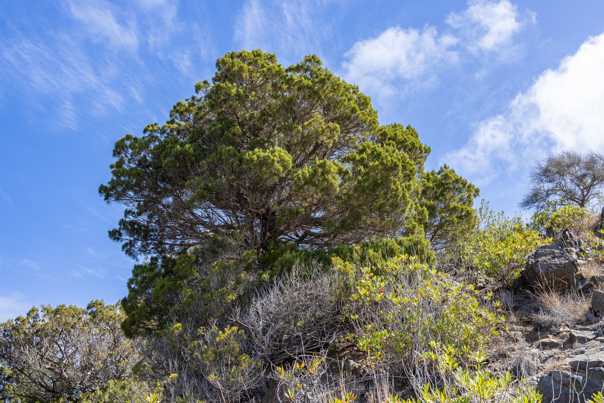 IMG 7554 Juniperus turbinata subsp.canariensis (sabina canaria)