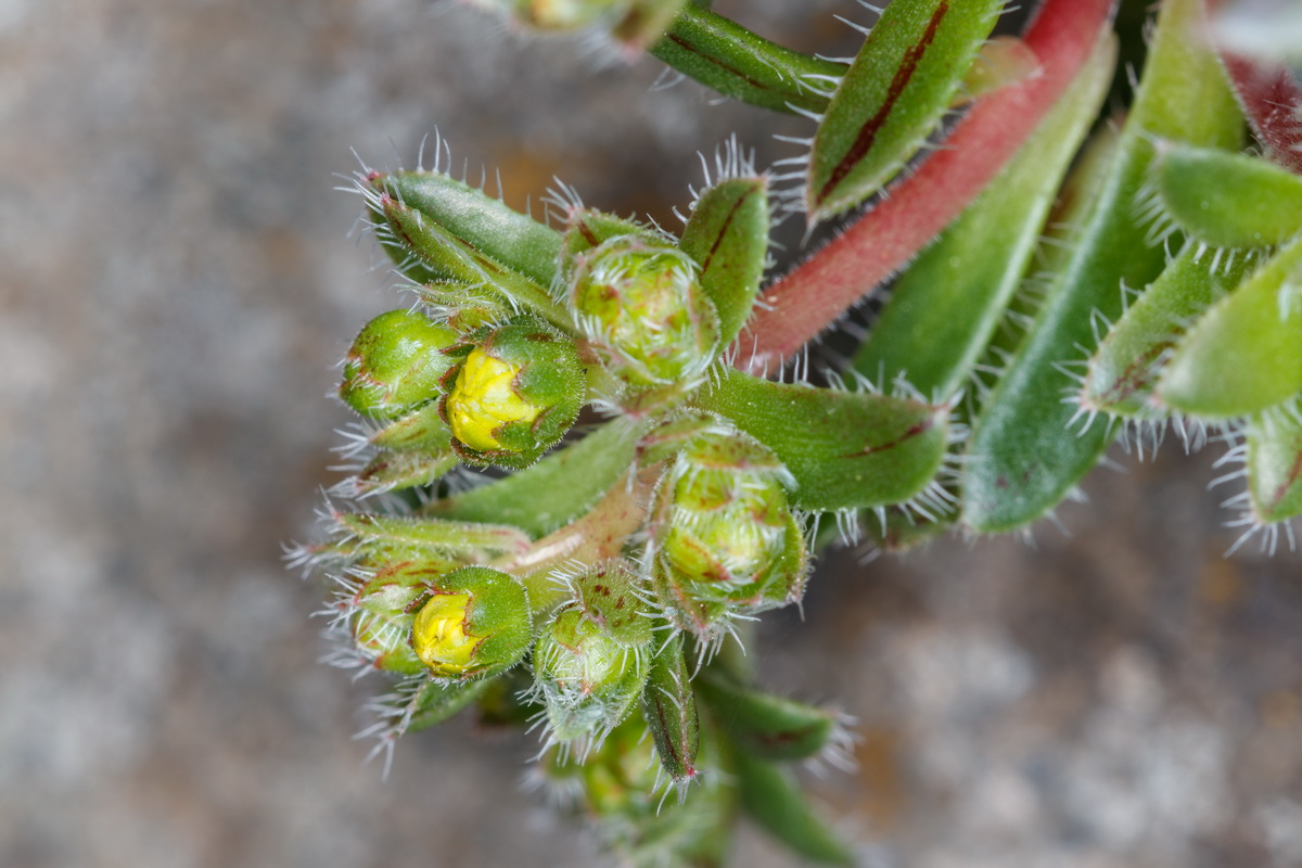 Aeonium simsii Gongaro flor de piedra07