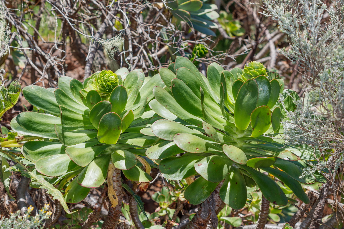 Aeonium undulatum Bejeque de Gran Canaria01