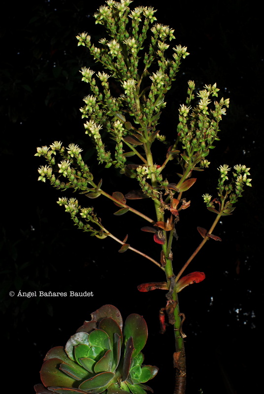 Aeonium canariense ssp. virgineum x percarneum. AEONIUM X LEMSII 2