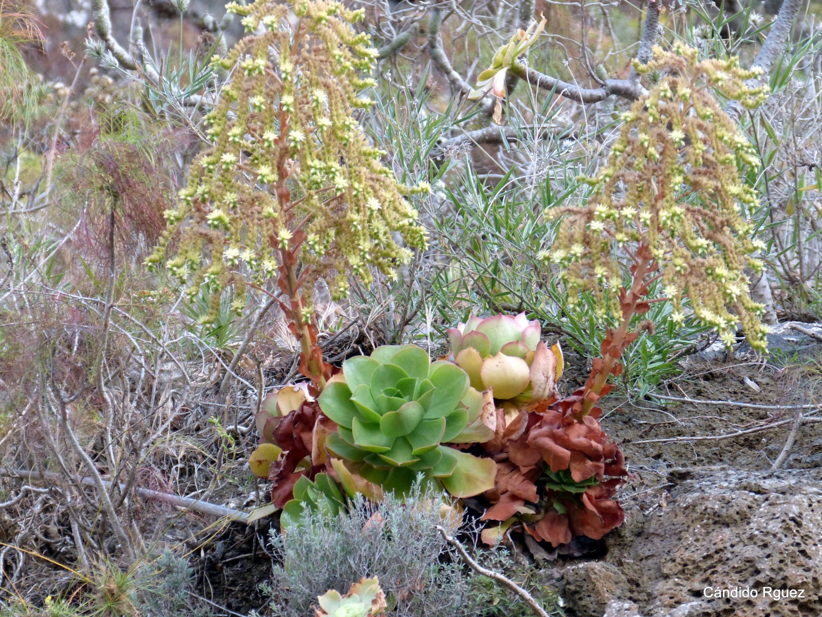 Aeonium x lemsii (A. canariense subsp. virgineum x A. percarneum) 01