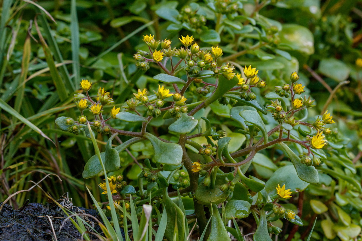 Aichryson pachycaulon subsp. praetermissum Gongarillo mayor grancanario02