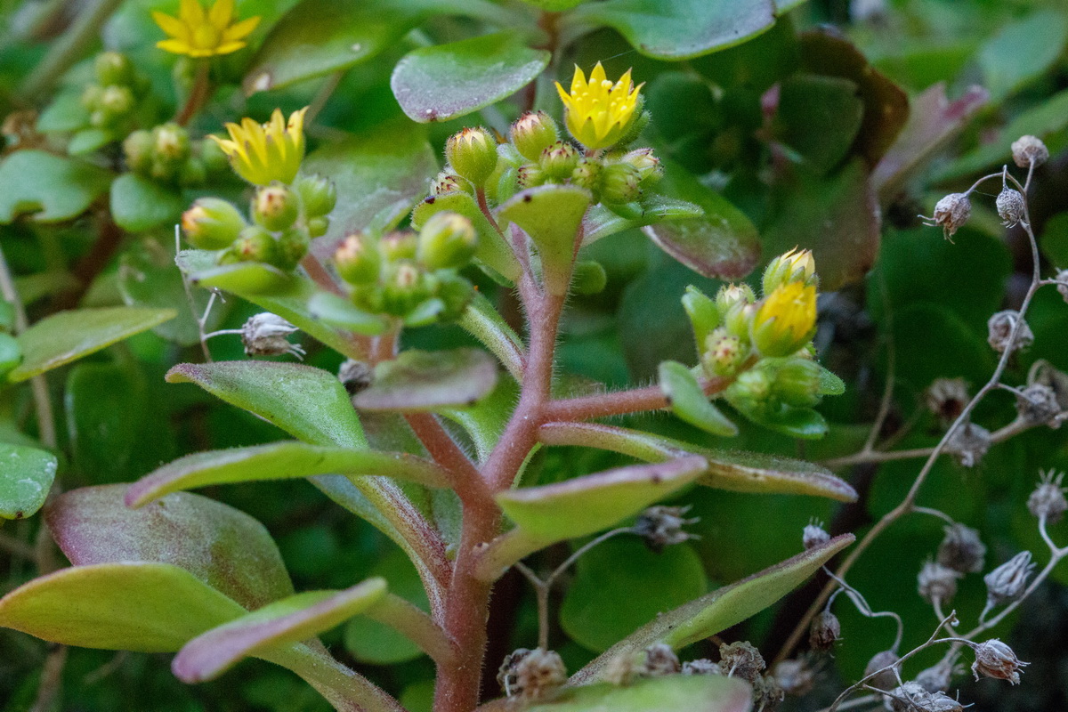 Aichryson pachycaulon subsp. praetermissum Gongarillo mayor grancanario06