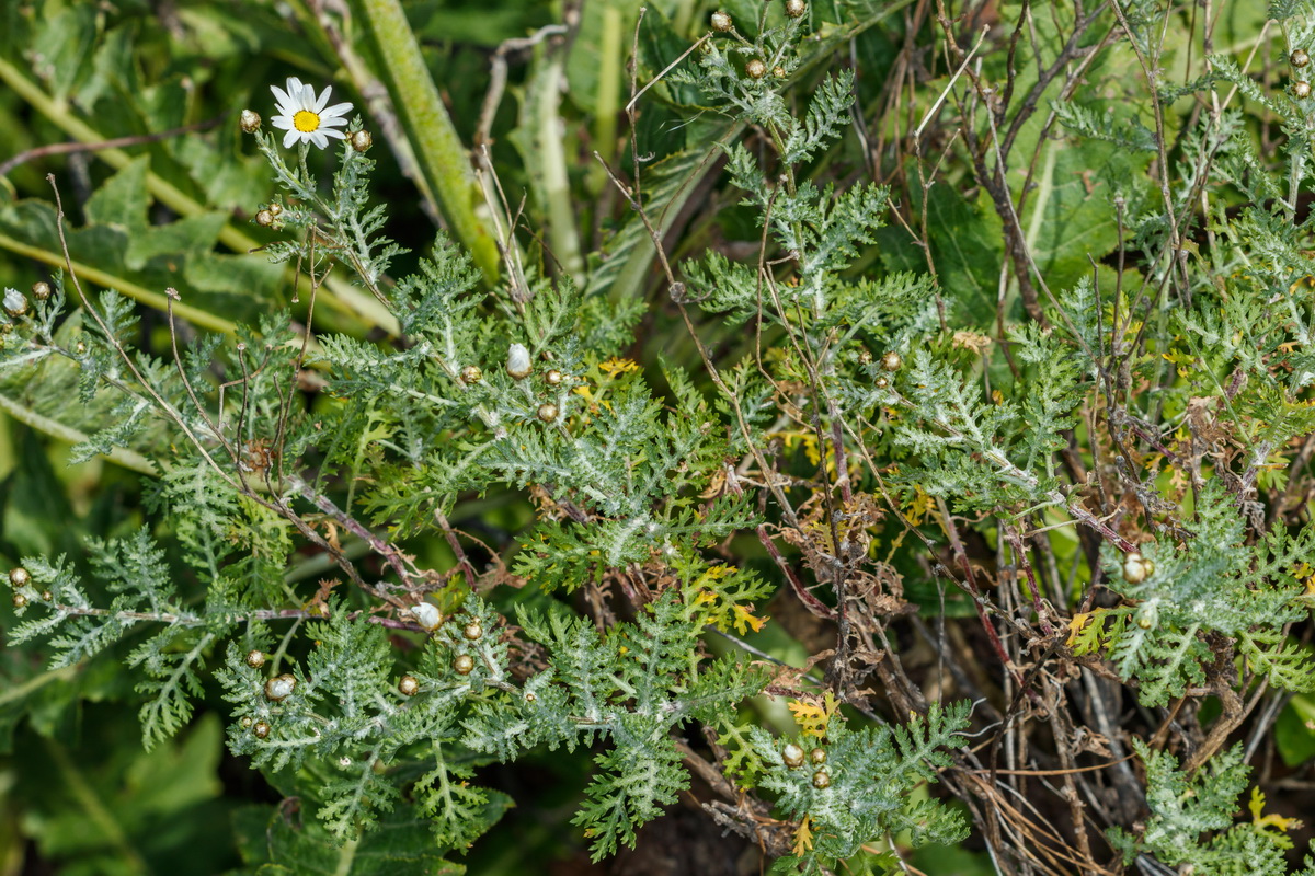 Argyranthemum adauctum subsp. canariense Magarza grancanaria de cumbre02