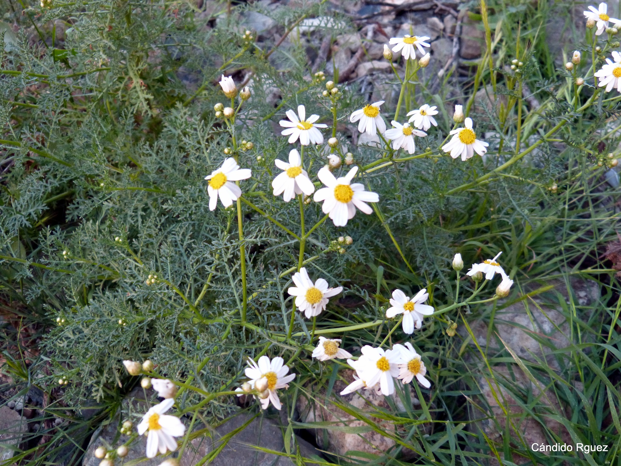 Argyranthemum adauctum ssp gracile 04