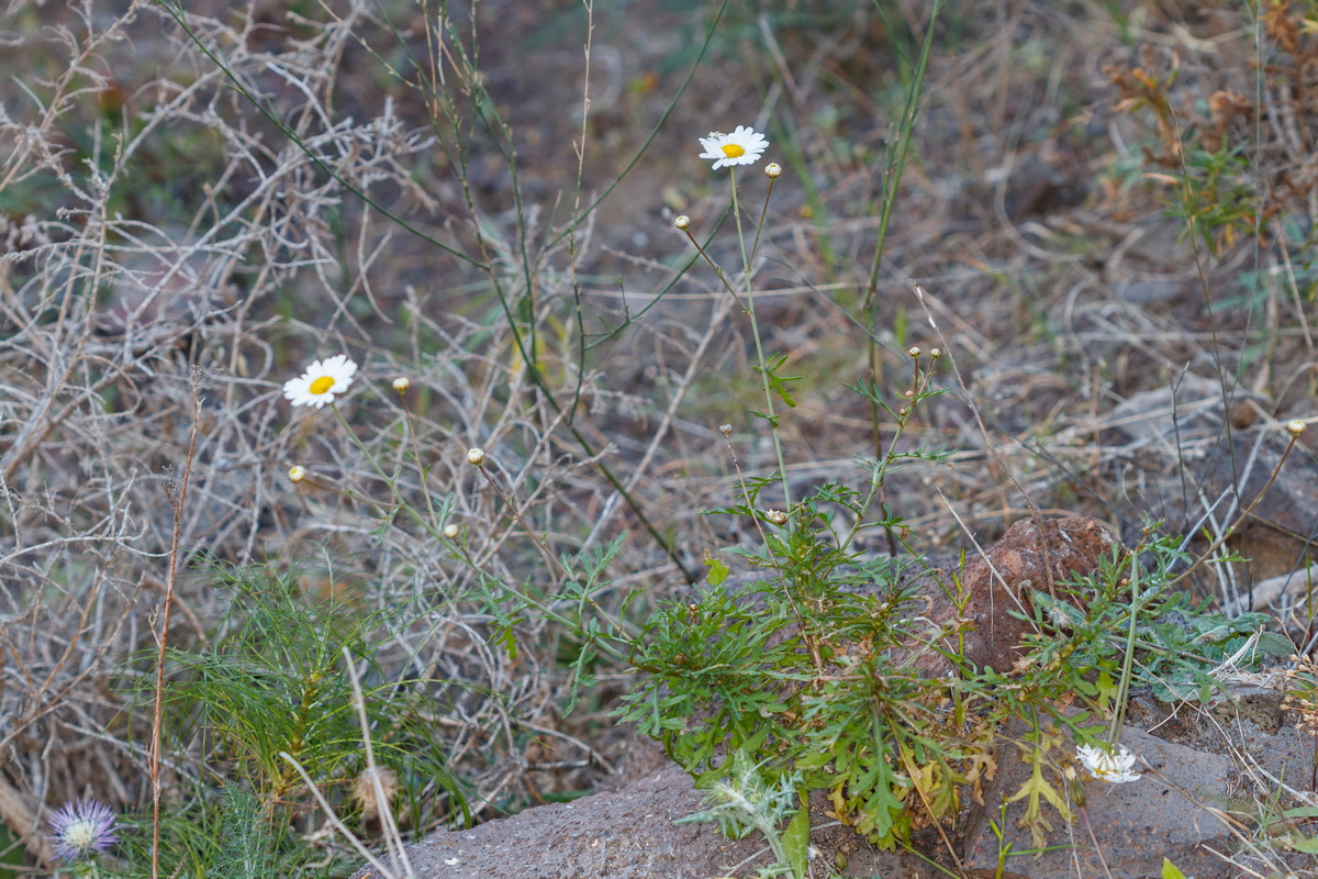 Argyranthemum escarrei Magarza de La Aldea01
