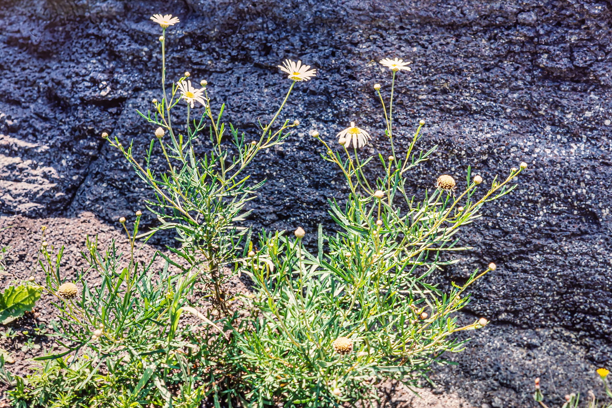 IMG 9727 Argyranthemum escarrei (magarza de La Aldea) standard