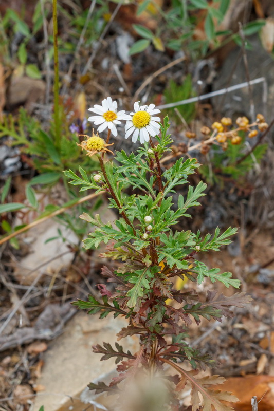 Argyranthemum lidii Magarza de Lid04