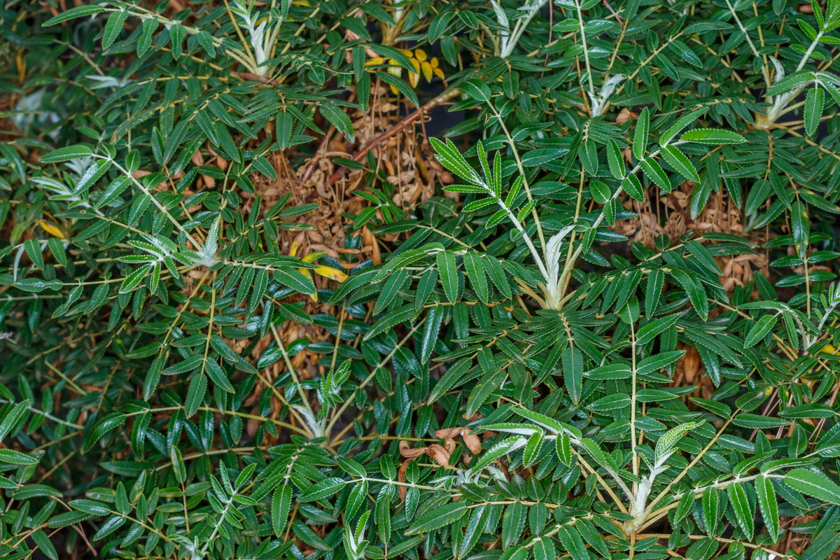 Bencomia brachystachya bencomia de Tirajana01