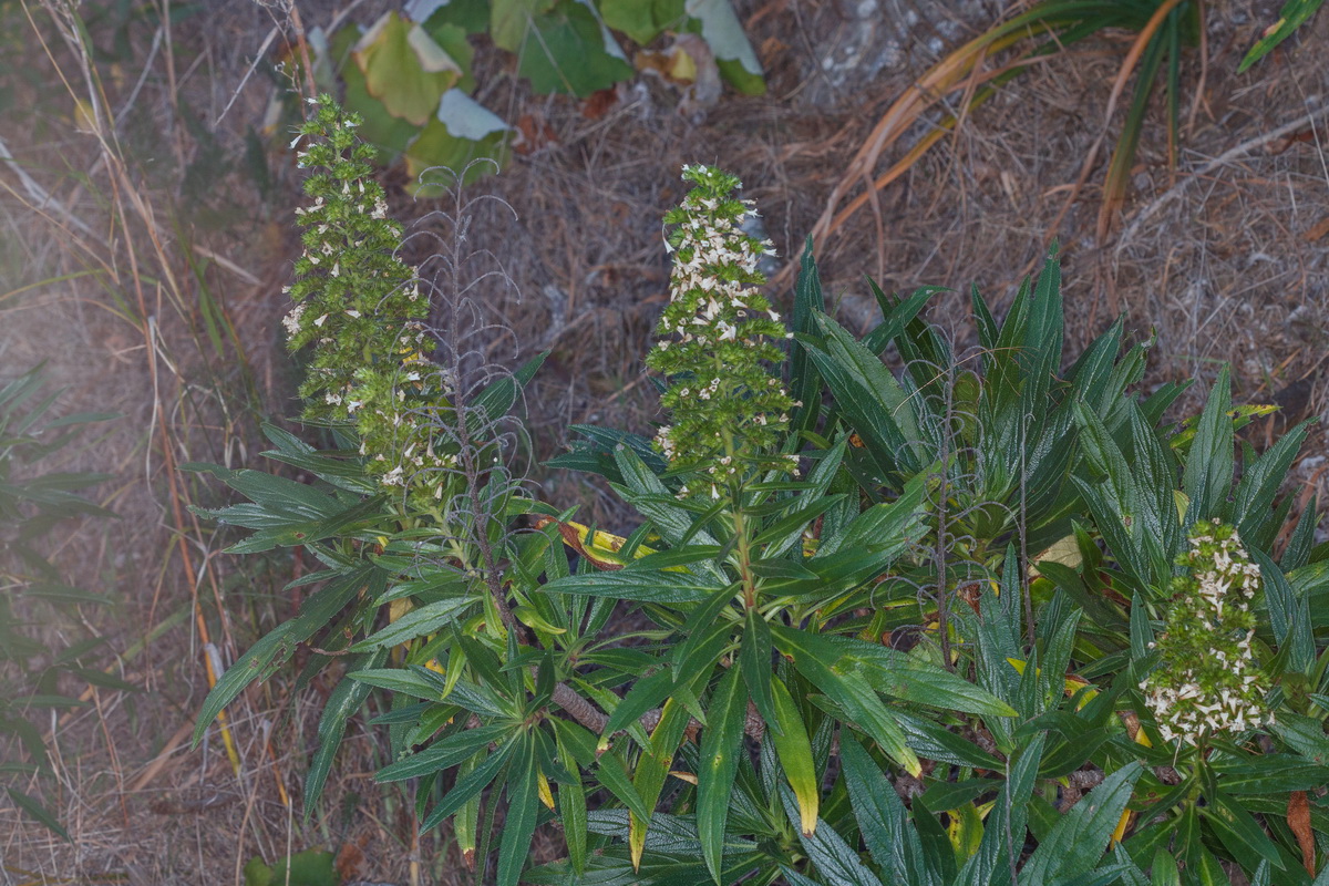Echium onosmifolium subsp. spectabile Taginaste de Tasartico02