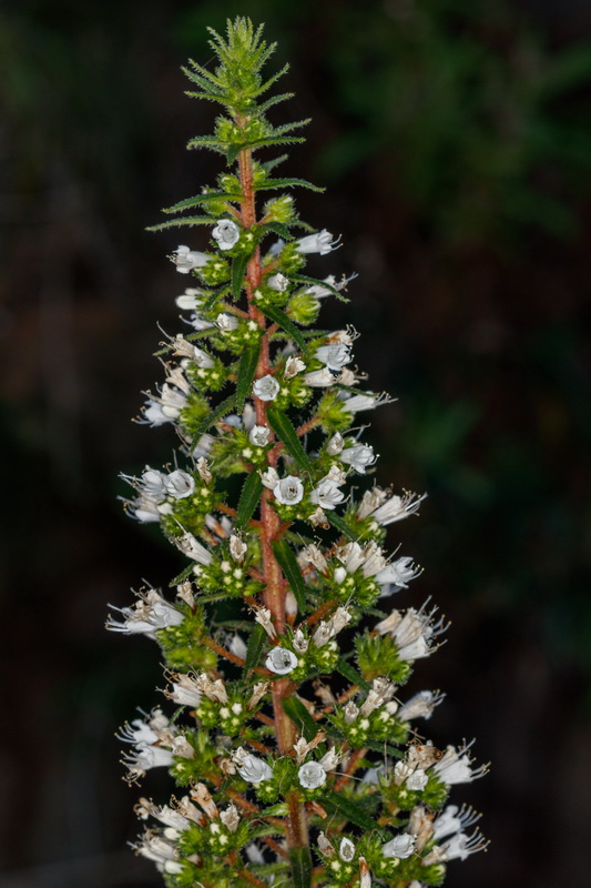 Echium onosmifolium subsp. spectabile Taginaste de Tasartico05