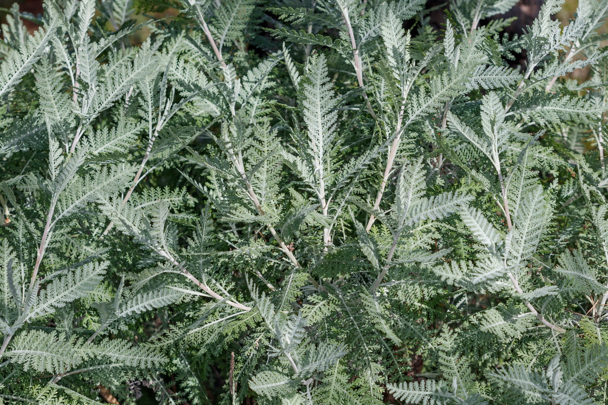 Gonospermum ptarmaciflorum Magarza plateada02