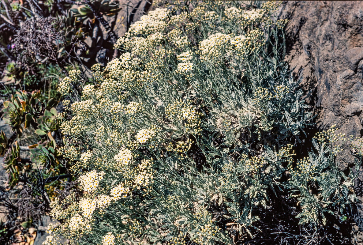 IMG 9695 Gonospermum ptarmiciflorum (magarza plateada) clear