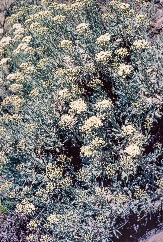 IMG 9698 Gonospermum ptarmiciflorum (magarza plateada) clear