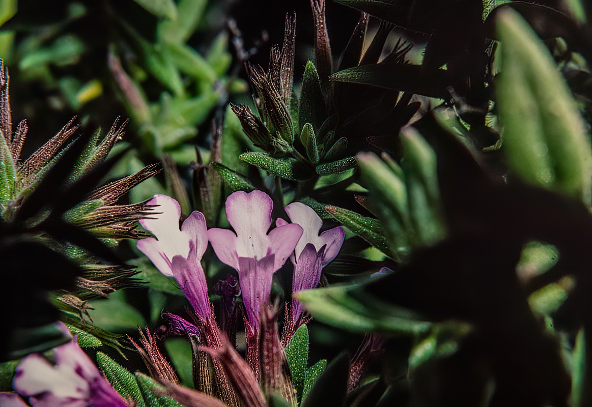 IMG 9547 Micromeria helianthemifolia tomillo florido clear