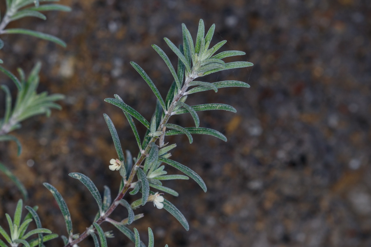 Micromeria tenuis subsp. linkii Micromeria de Link04