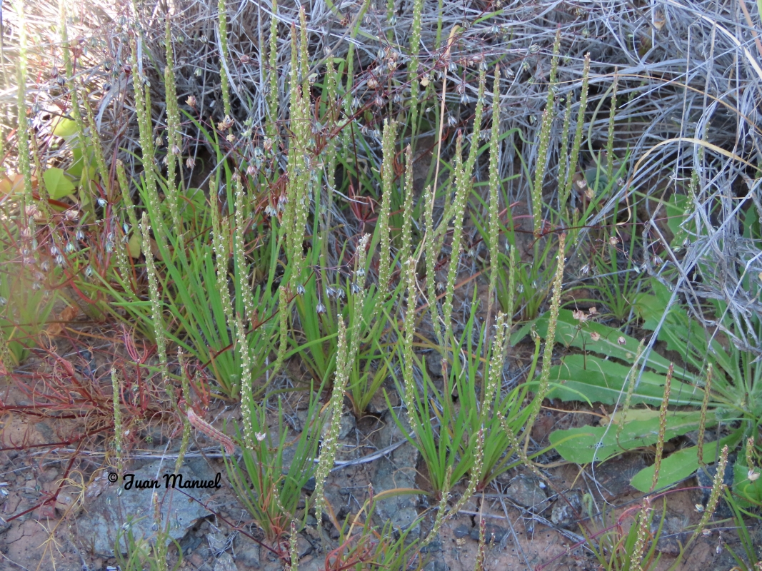 Plantago asphodeloides var. oligostachya 2