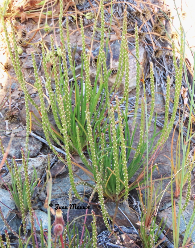 Plantago asphodeloides var. oligostachya 3