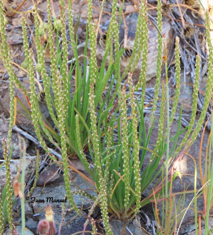 Plantago asphodeloides var. oligostachya 4
