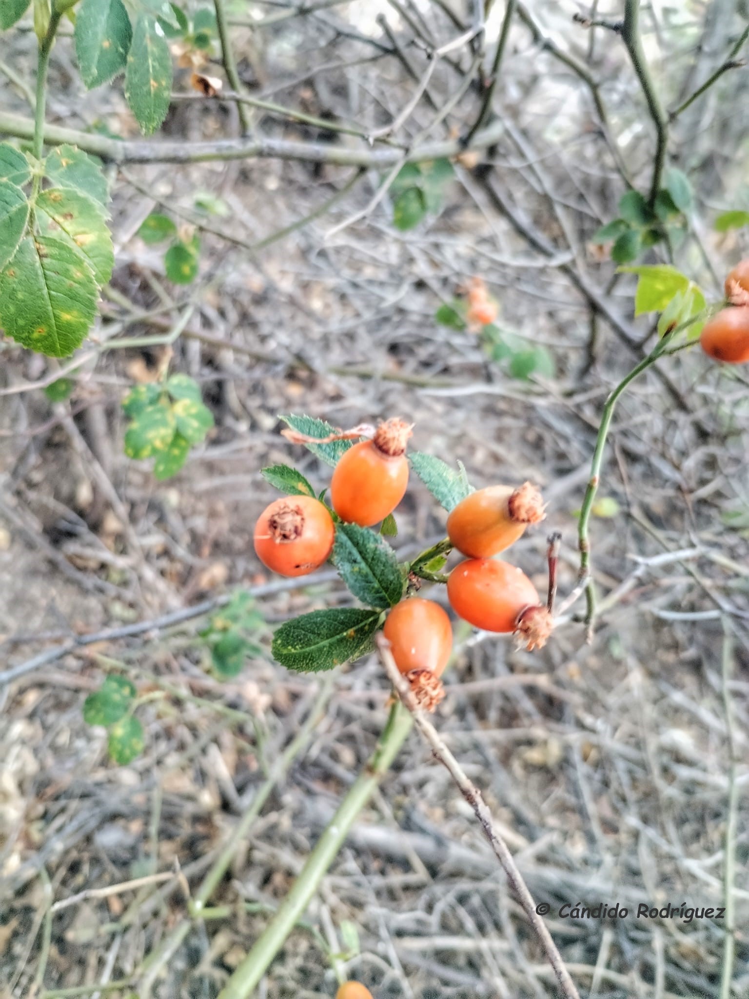 Rosa cf gran canariae 2