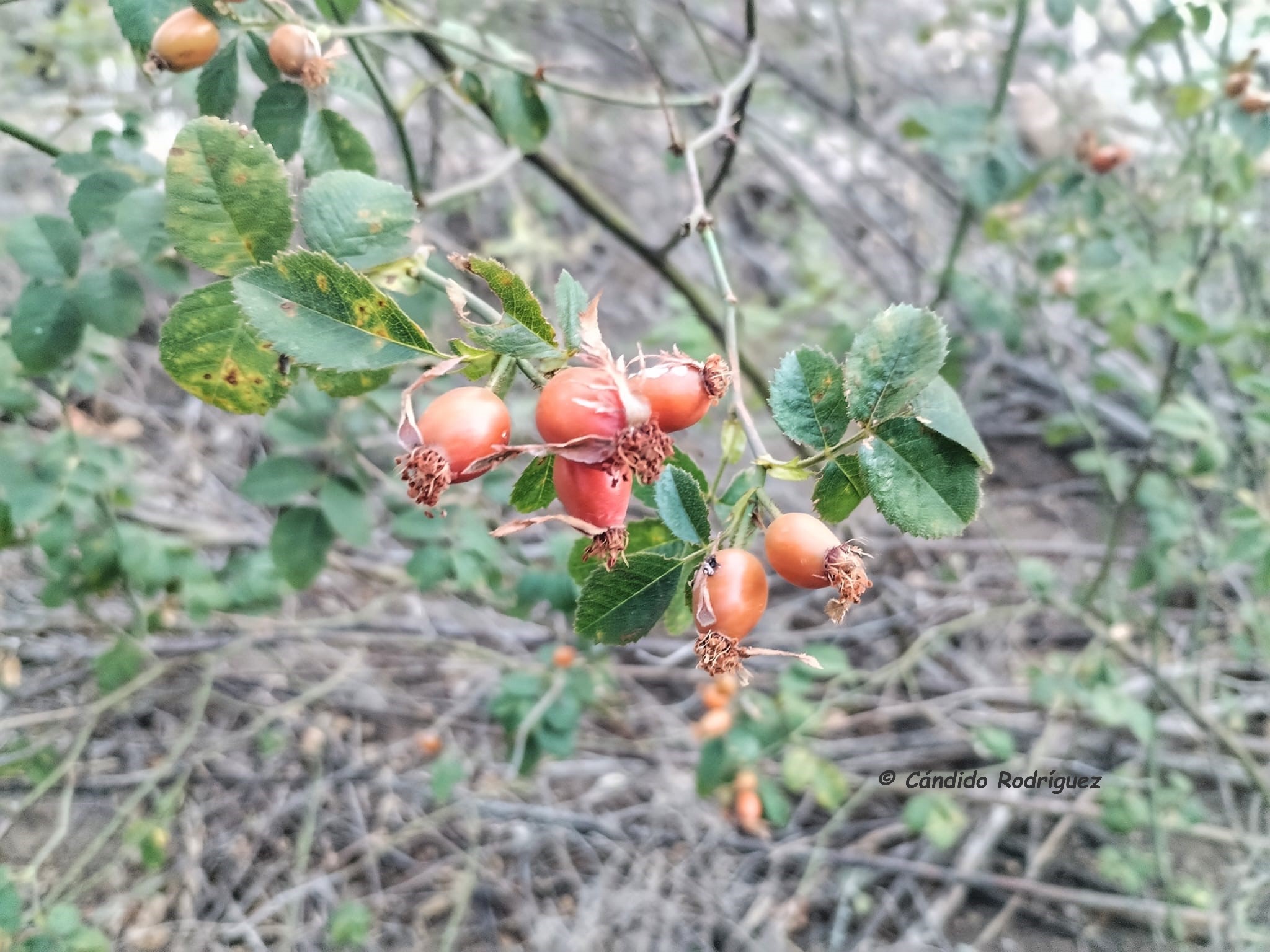 Rosa cf gran canariae 3