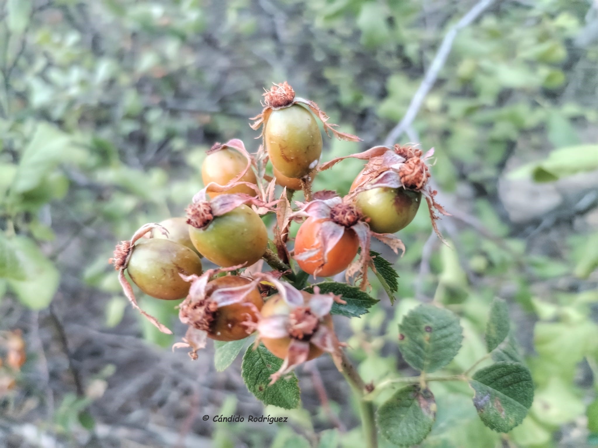 Rosa cf gran canariae 4