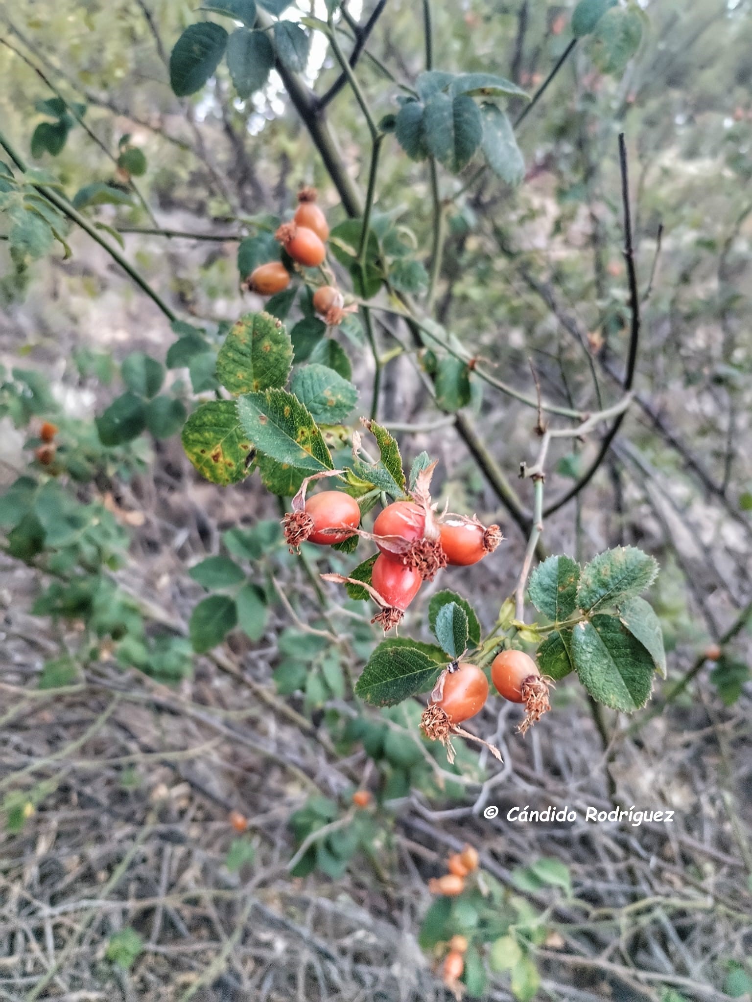 Rosa cf gran canariae 5