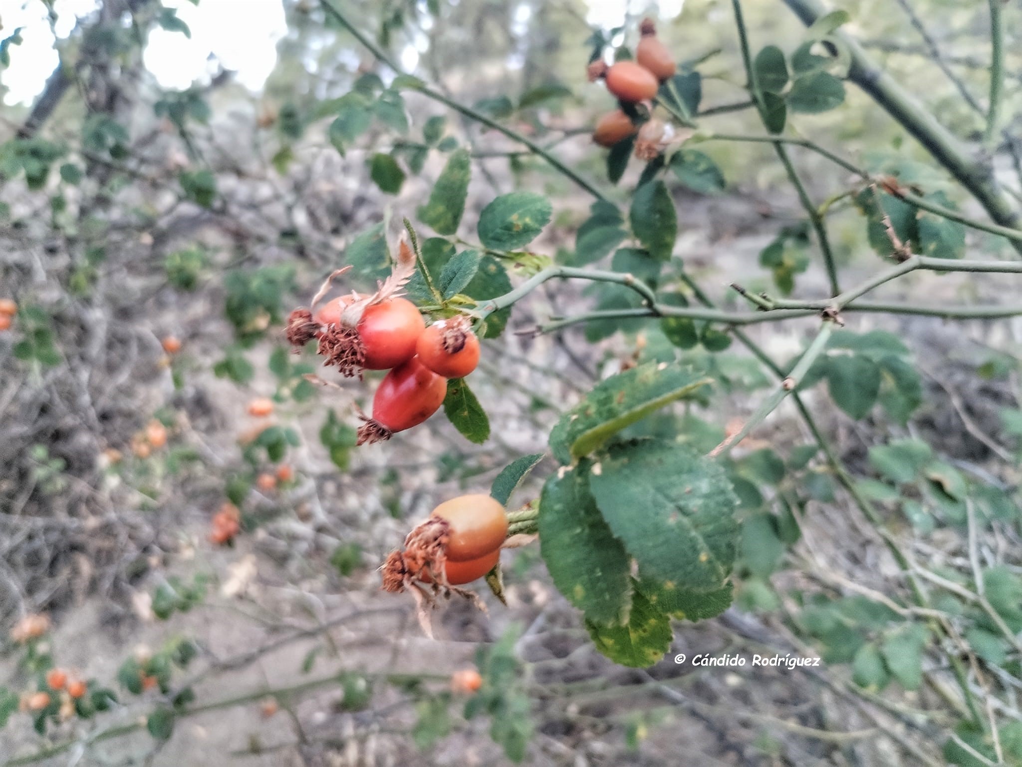 Rosa cf gran canariae 6