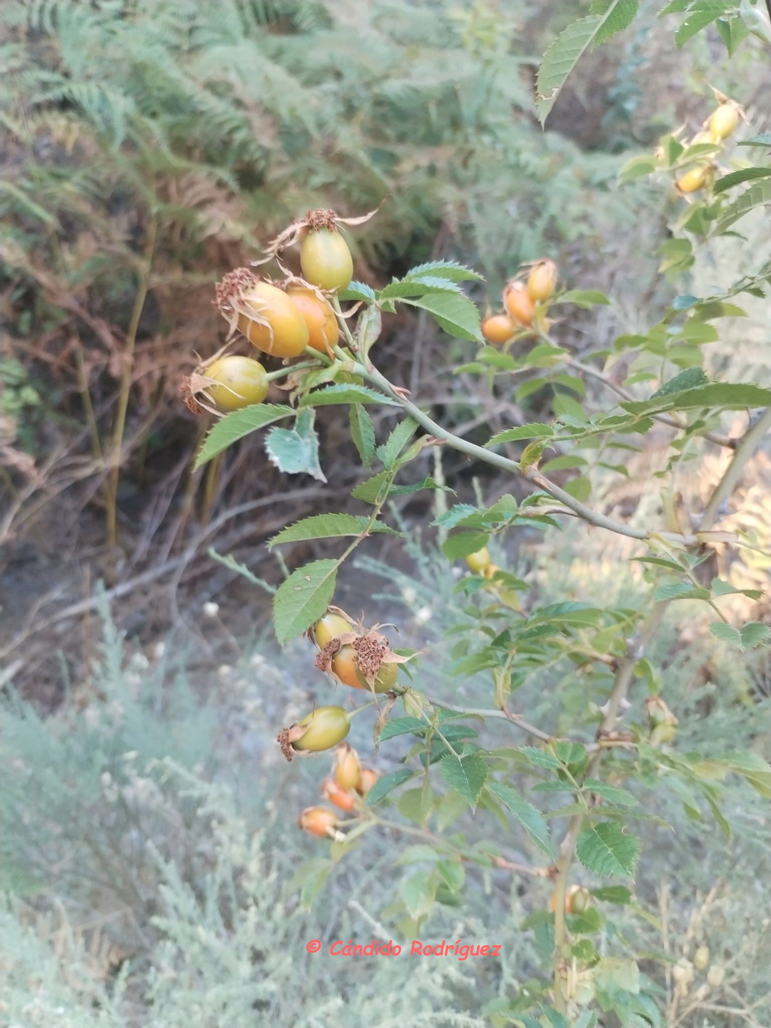 Rosa cf gran canariae