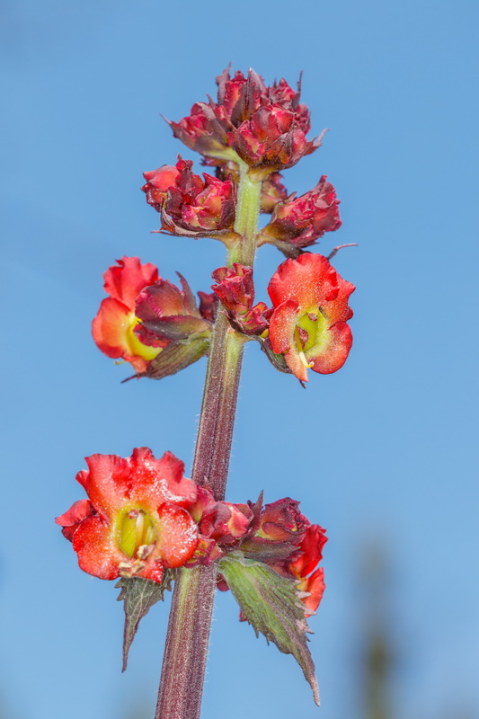 Scrophularia calliantha Fistulera de Gran Canaria06