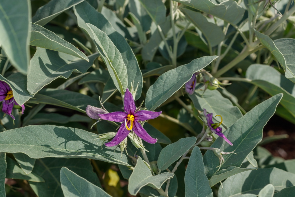 Solanum liddi Pimentero de Temisas07