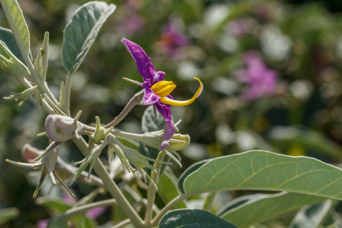 Solanum liddi Pimentero de Temisas08