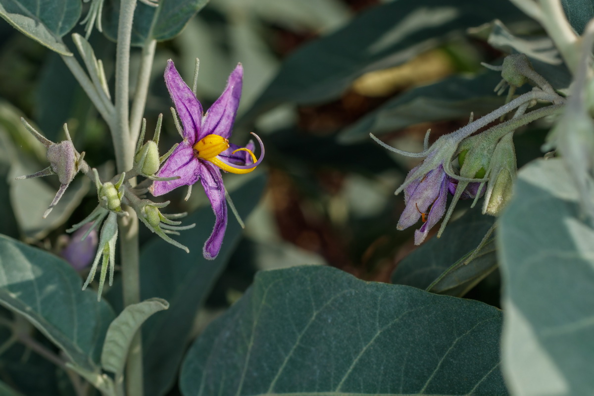 Solanum liddi Pimentero de Temisas09