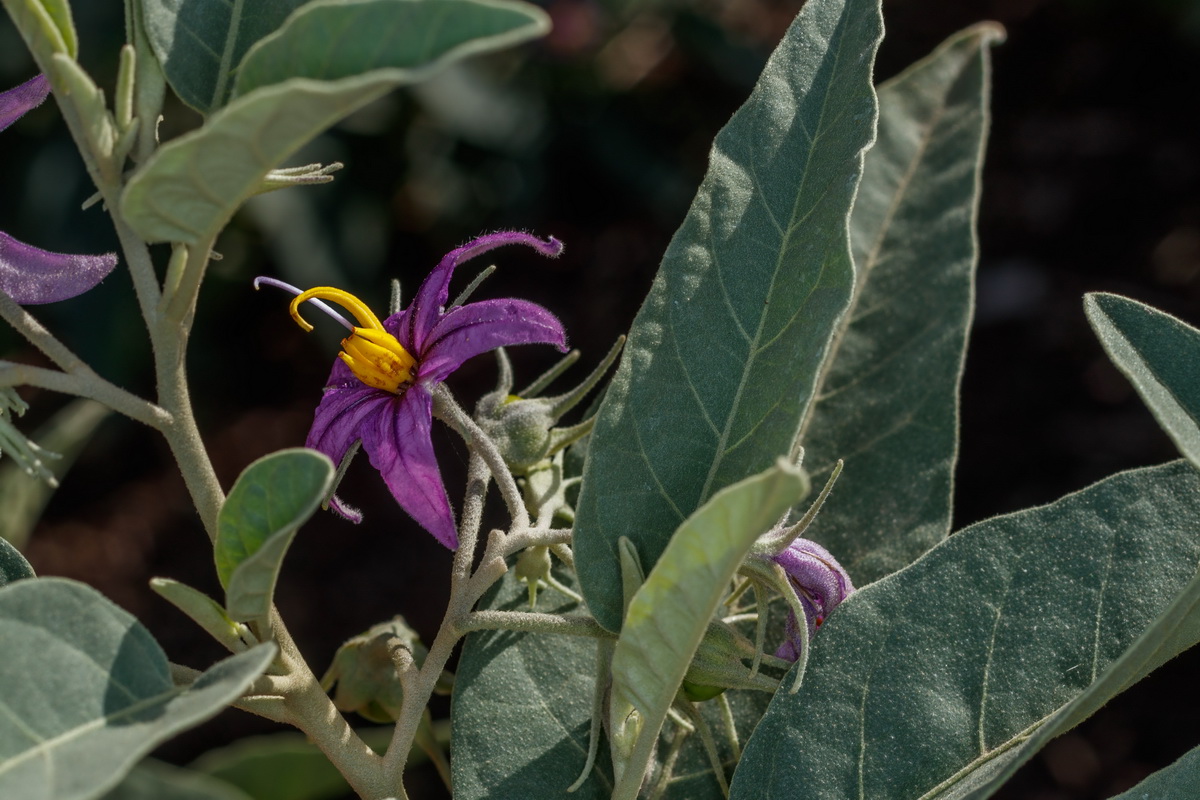 Solanum liddi Pimentero de Temisas10
